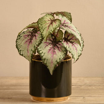Artificial Potted Rex Begonia - Bloomr