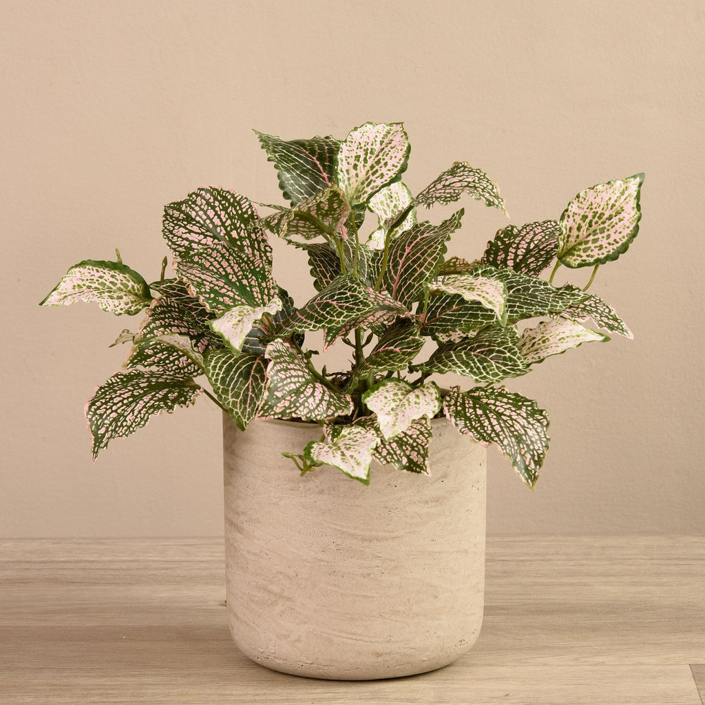 Artificial Fittonia in Cement Pot - Bloomr