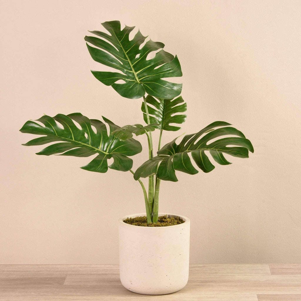 Potted Monstera Plant - Bloomr