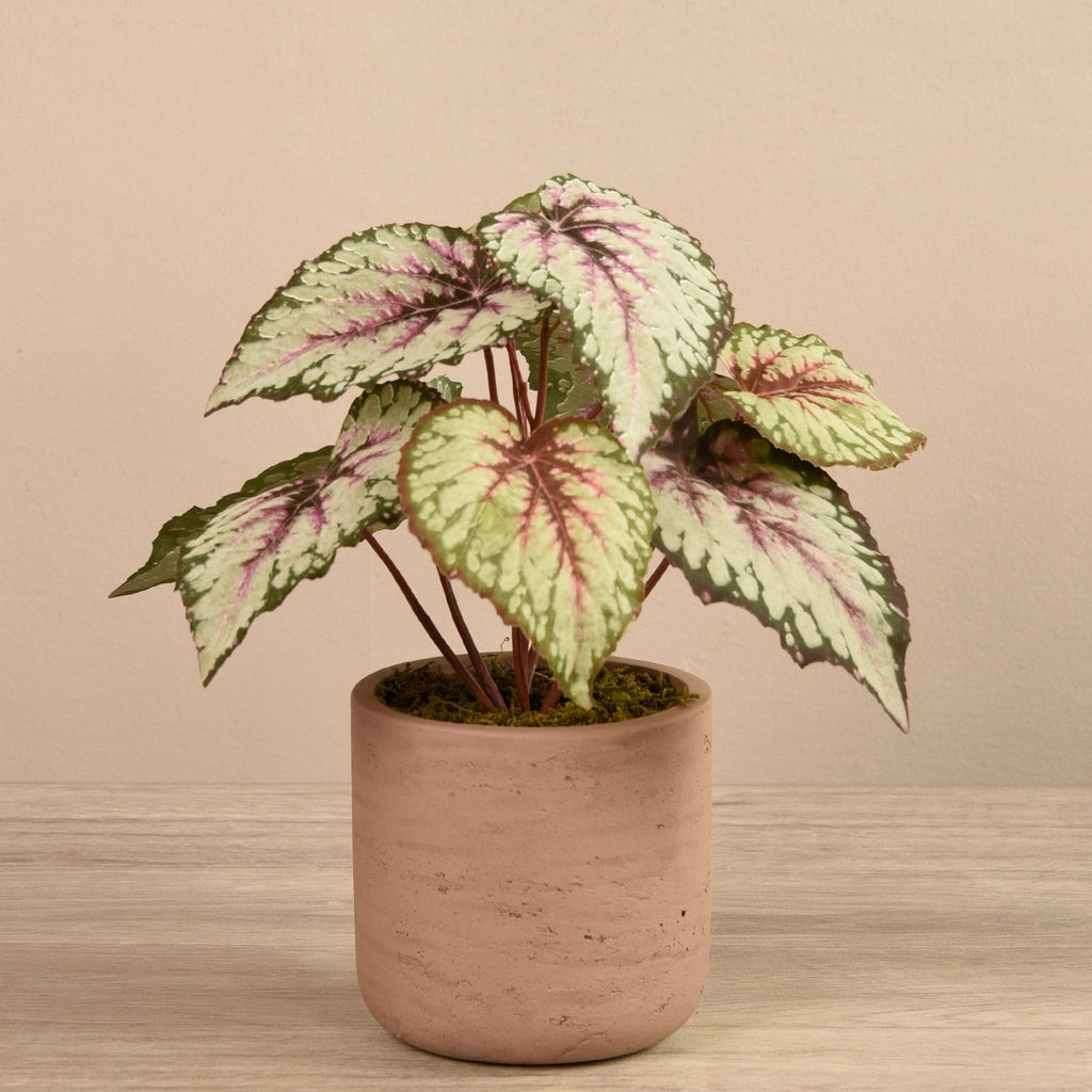 Artificial Begonia in Cement Pot - Bloomr