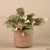 Artificial Fittonia in Cement Pot - Bloomr