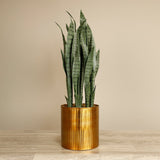 Artificial Sansevieria Plant - Bloomr