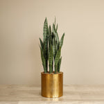 Artificial Sansevieria Plant - Bloomr