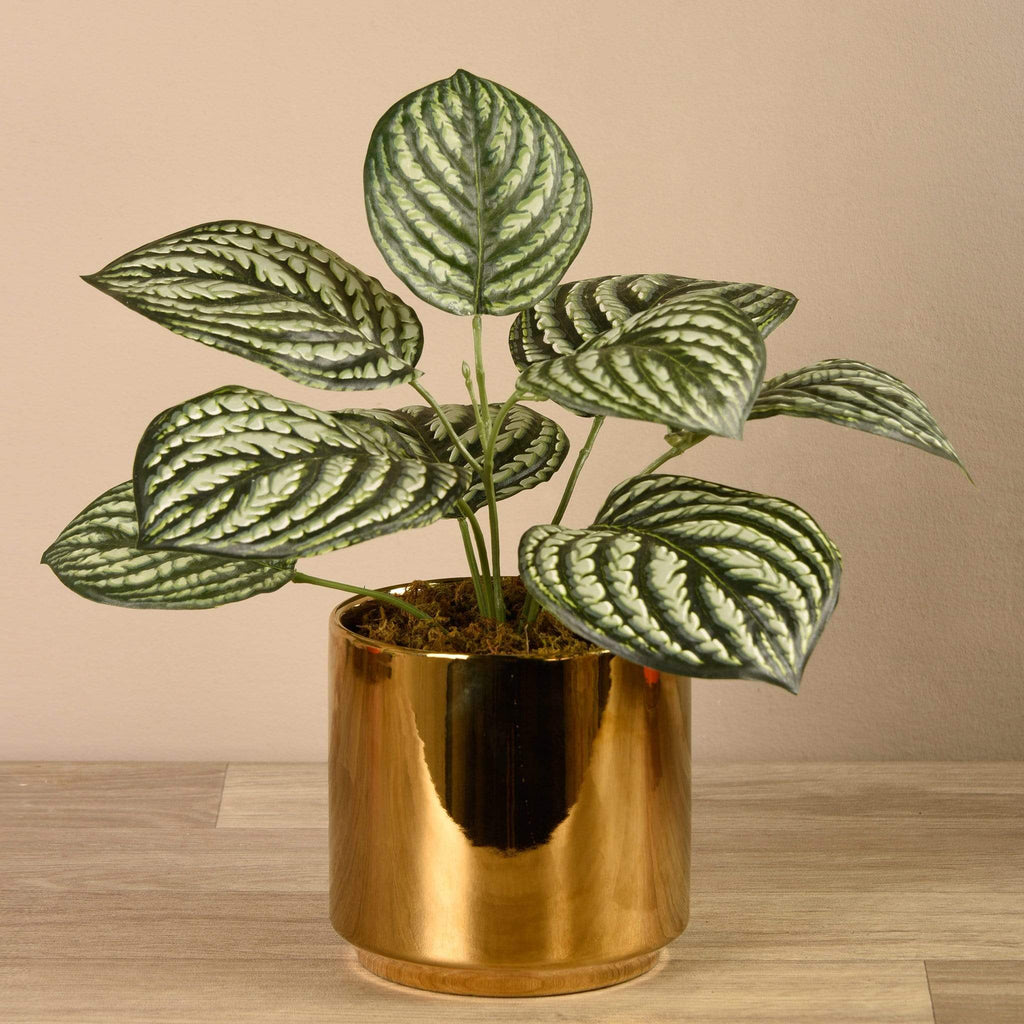 Artificial Peperomia in Gold Pot - Bloomr