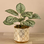Artificial Peperomia in White & Gold Pot - Bloomr