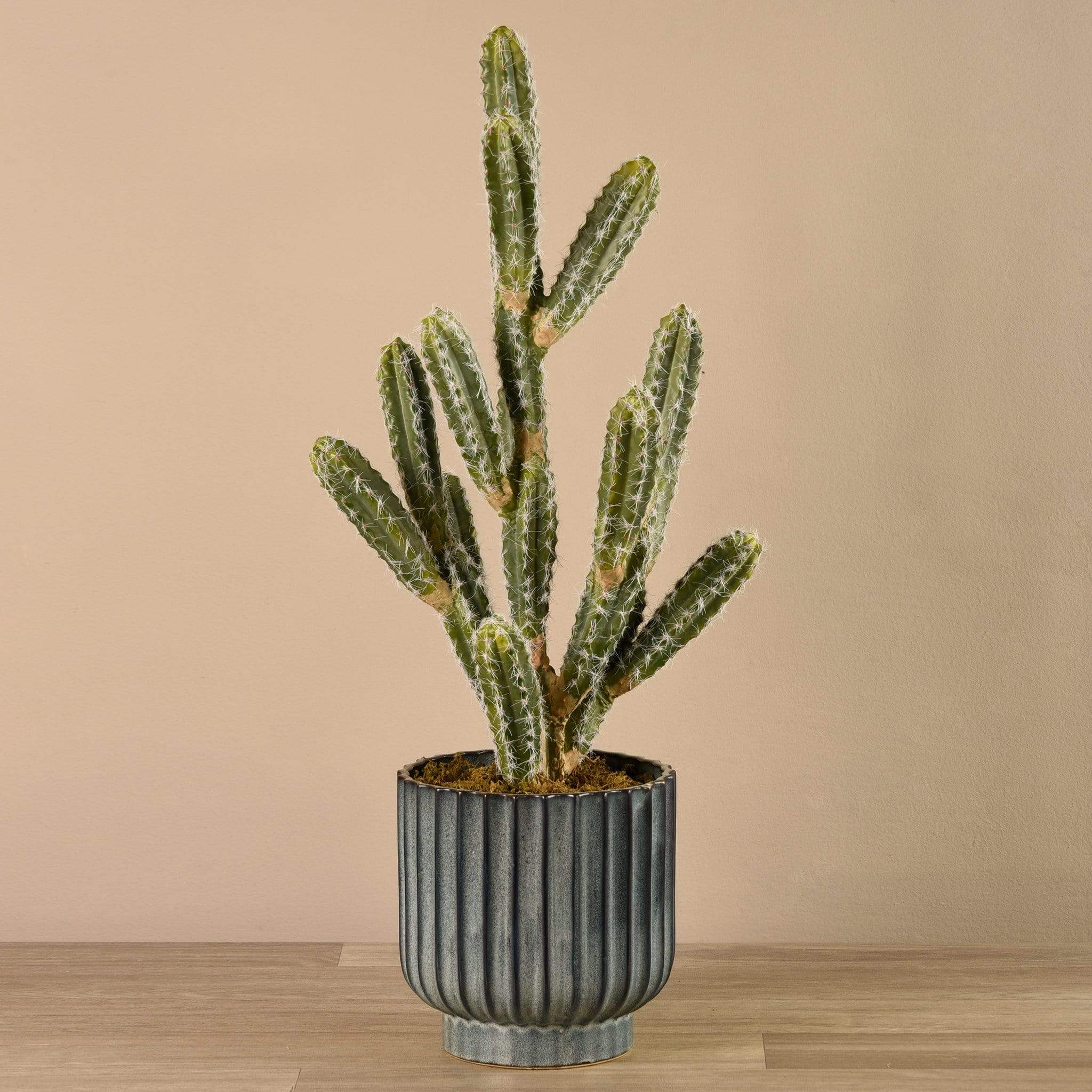 Potted Cactus - Bloomr