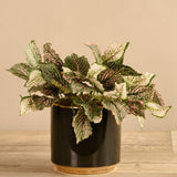 Artificial Potted Fittonia - Bloomr