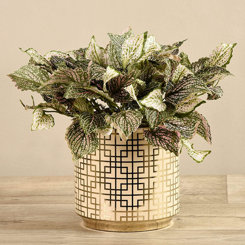 Potted Fittonia - Bloomr