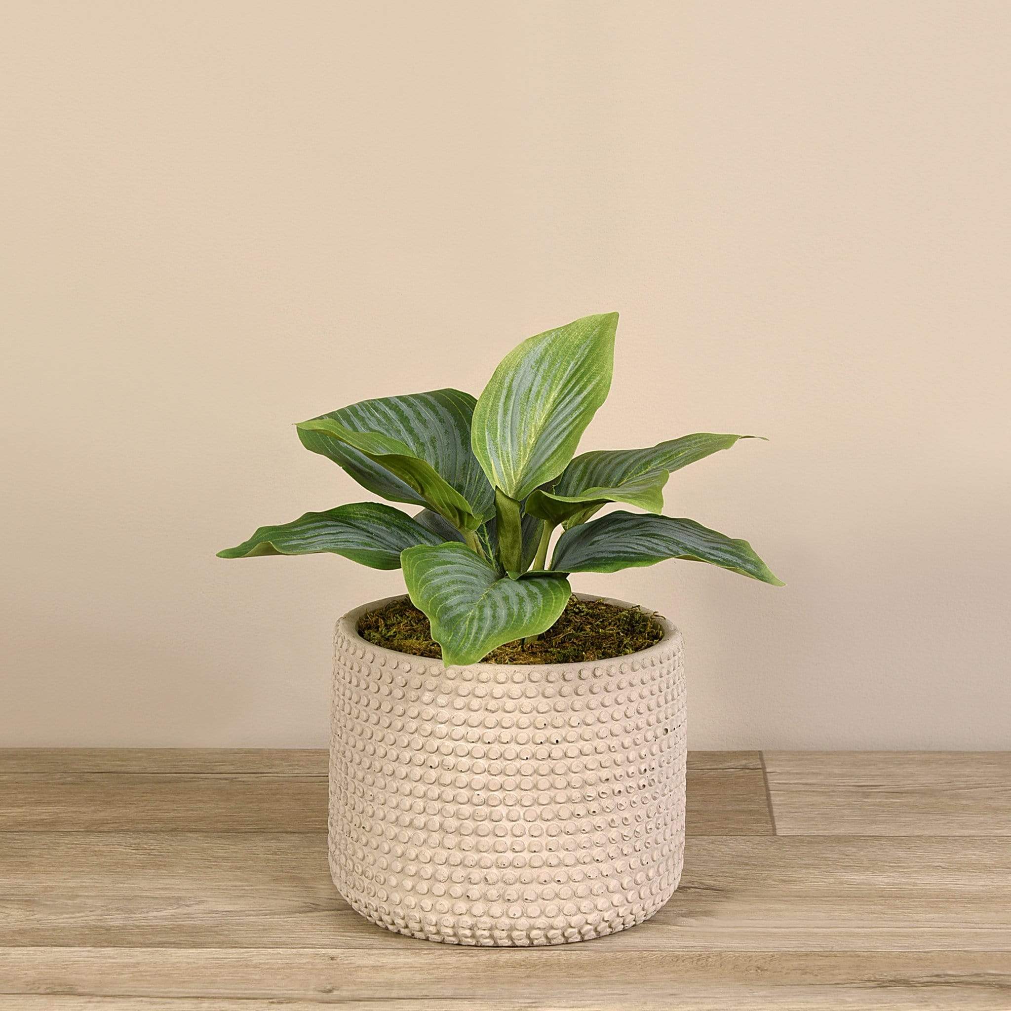 Potted Hosta Leaf - Bloomr