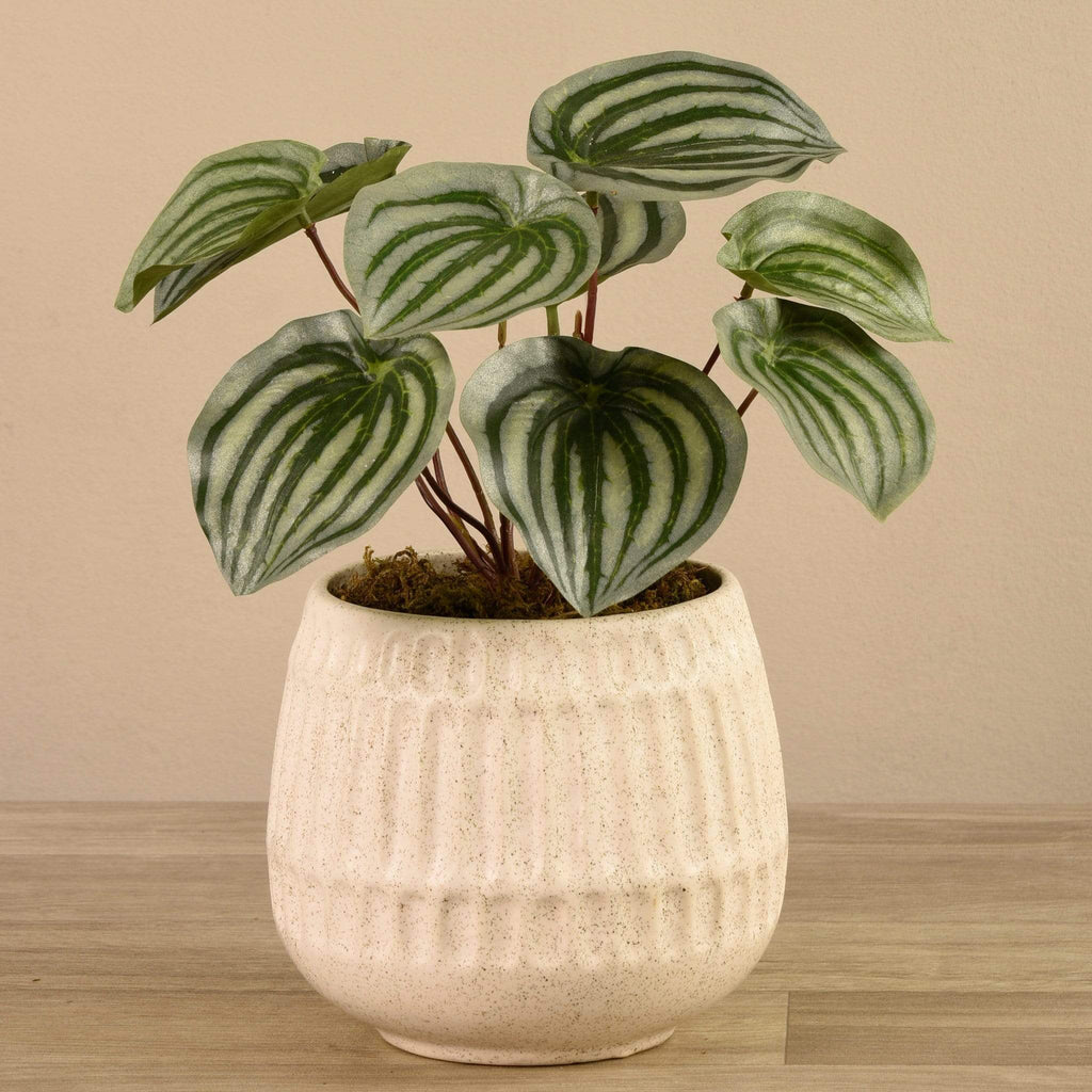 Potted Peperomia - Bloomr
