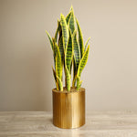 Artificial Sansevieria Plant - Bloomr