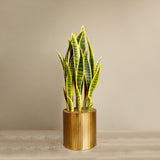 Artificial Sansevieria Plant - Bloomr