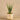 Plants-Potted Aloe-Bloomr