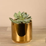 Artificial Succulent in Gold Pot - Bloomr