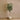 Trees-Artificial Camellia Tree <br> 180cm-Bloomr