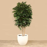 Artificial Longifolia Tree <br> 300cm - Bloomr