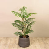 Kentia Palm (Discontinued) - Bloomr