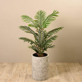 Kentia Palm (Discontinued) - Bloomr