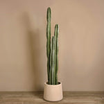 Artificial Cactus Plant - Bloomr